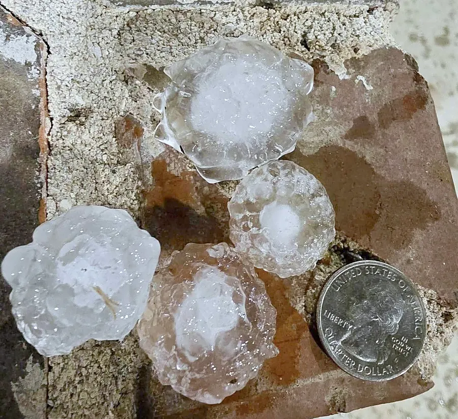 Hailstones collected after a storm, sized against a coin